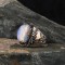925 Sterling Silver Men's Ring with Moonstone Stone